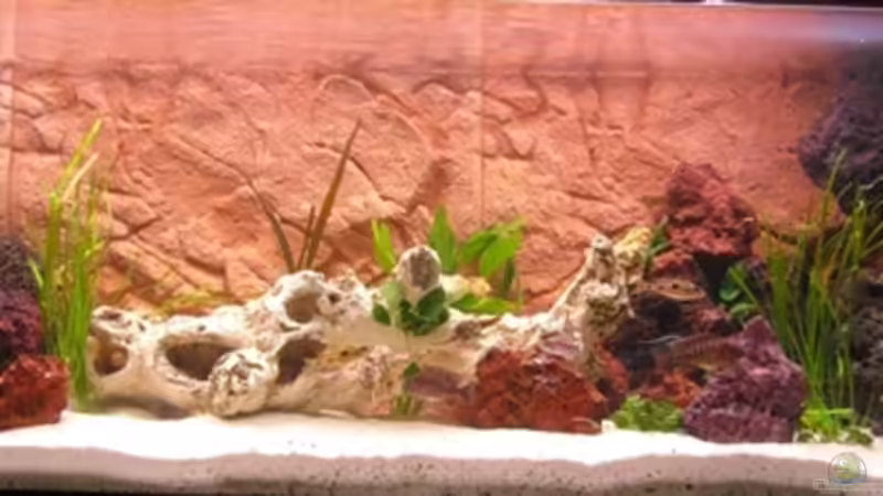 Aquarium Hauptansicht von Becken 13586