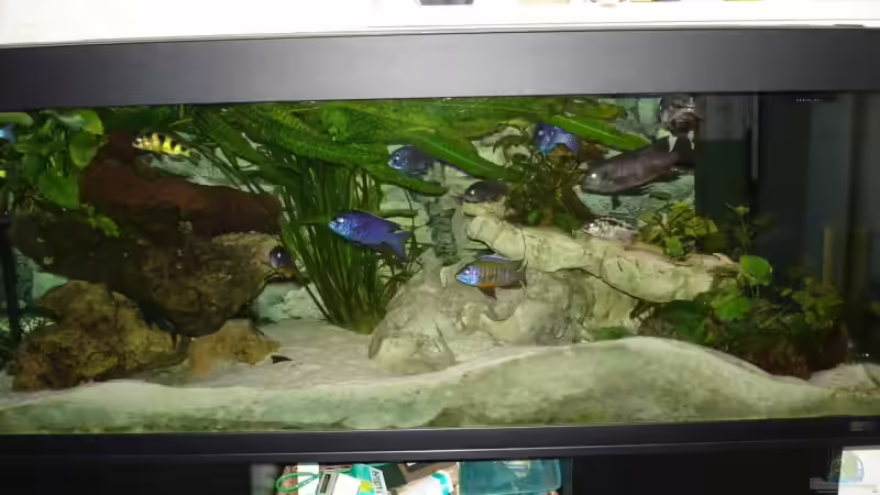 Aquarium Hauptansicht von Becken 136