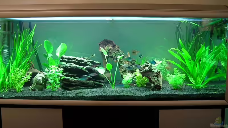 Aquarium Hauptansicht von Becken 1372