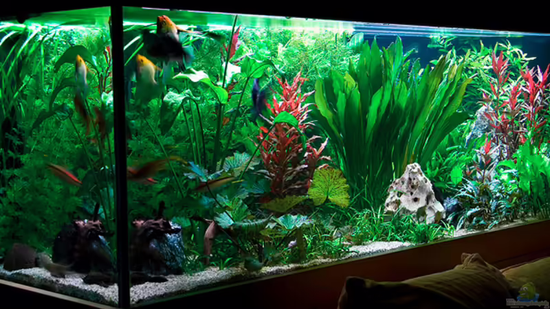Aquarium Hauptansicht von Becken 1381