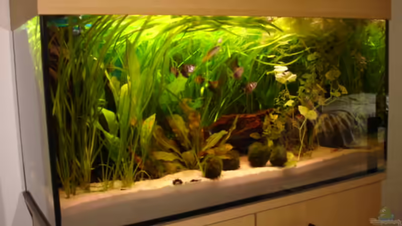 Aquarium Hauptansicht von Becken 1454