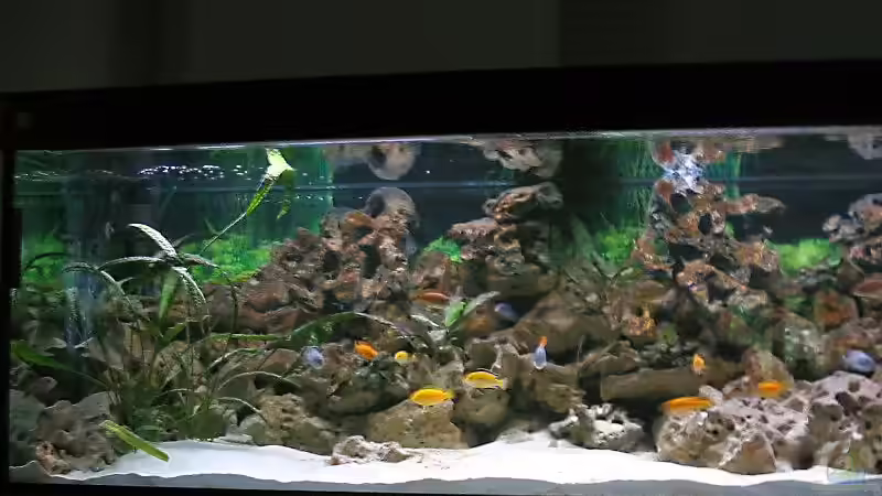 Aquarium Hauptansicht von Becken 1472