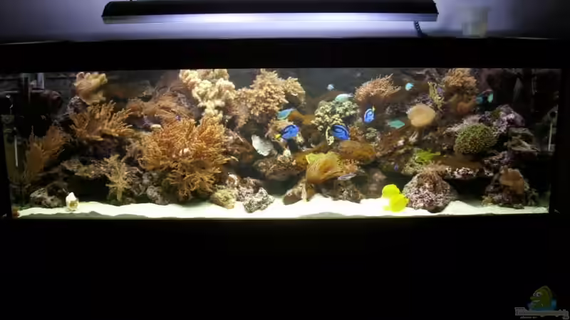Aquarium Hauptansicht von Becken 14792