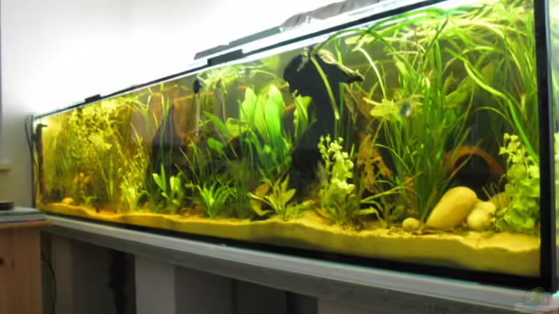 Aquarium Hauptansicht von Becken 14936
