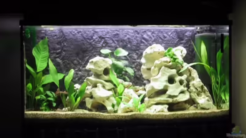 Aquarium Hauptansicht von Becken 15
