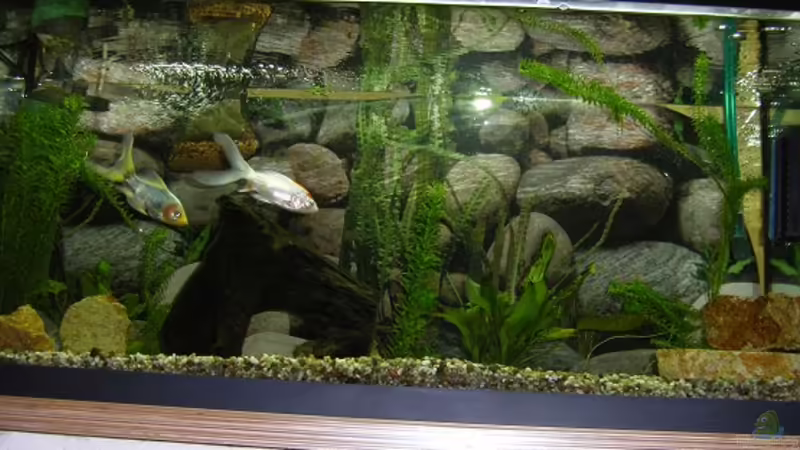 Aquarium Hauptansicht von Becken 15088