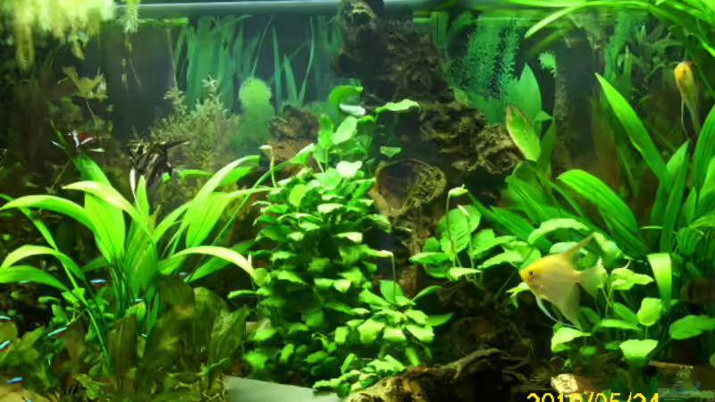 Aquarium Hauptansicht von Becken 15278