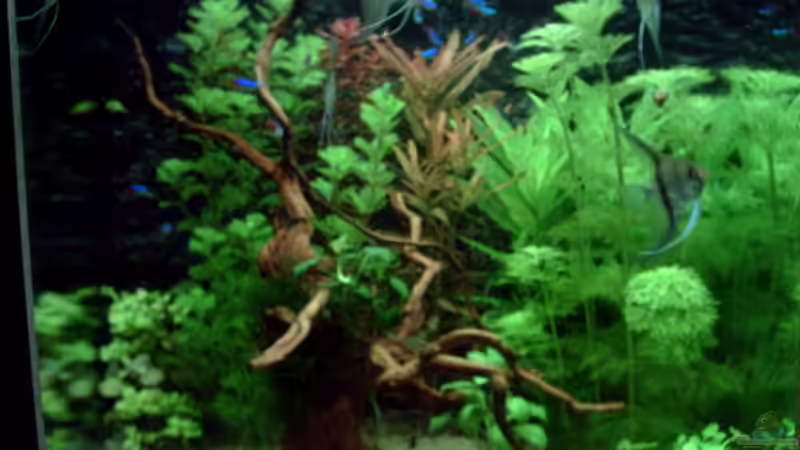 Aquarium Hauptansicht von Becken 15415
