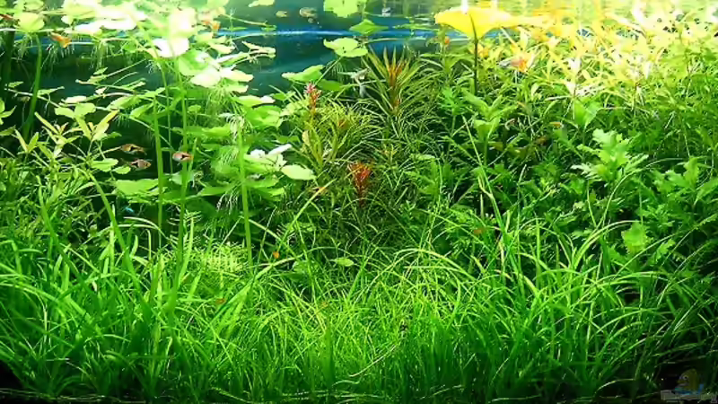 Aquarium Hauptansicht von Becken 15419