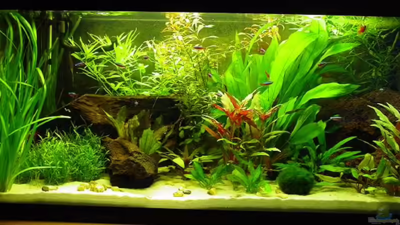Aquarium Hauptansicht von Becken 1567