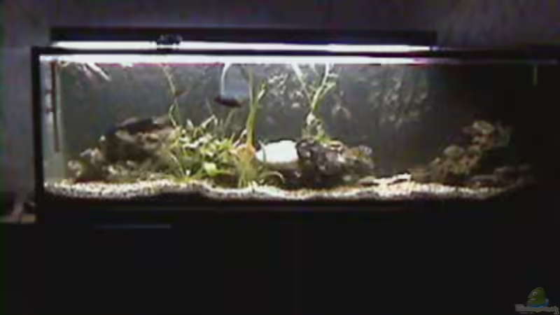 Aquarium Hauptansicht von Becken 158
