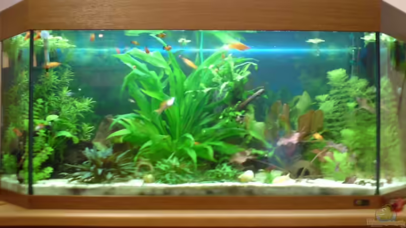 Aquarium Hauptansicht von Becken 15911