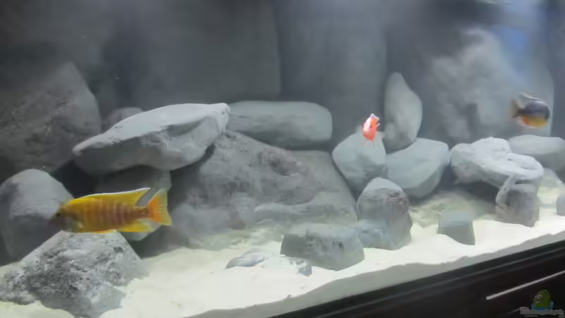 Aquarium Hauptansicht von Becken 16041