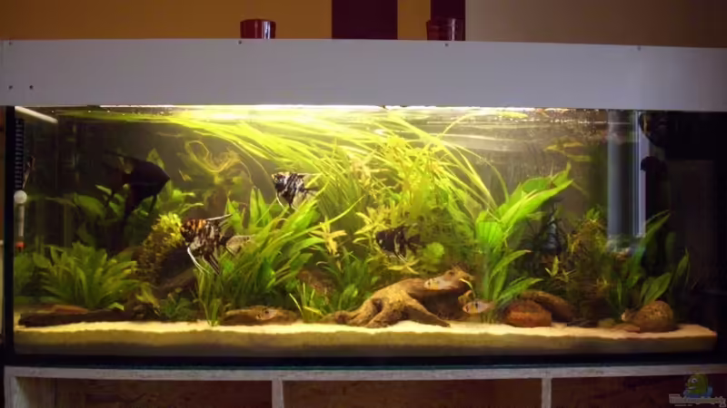 Aquarium Hauptansicht von Becken 16318