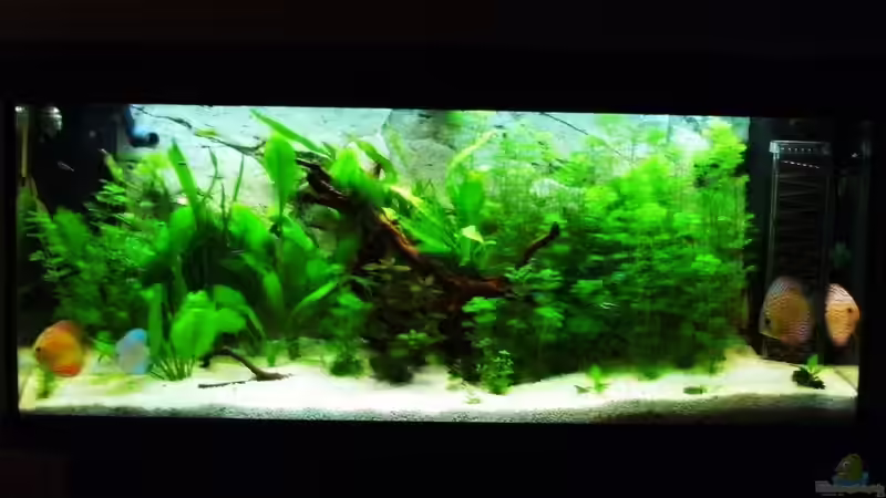 Aquarium Hauptansicht von Becken 16462