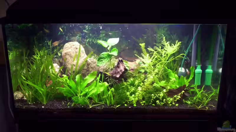 Aquarium Hauptansicht von Becken 16979