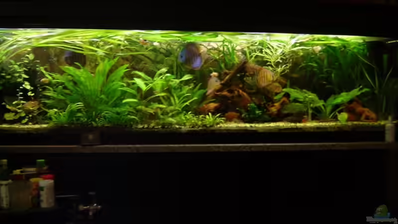 Aquarium Hauptansicht von Becken 1708