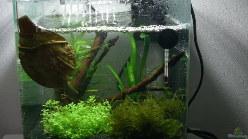 Aquarium Hauptansicht von Becken 17099