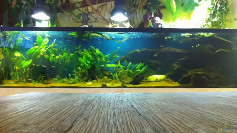 Aquarium Hauptansicht von Becken 17461