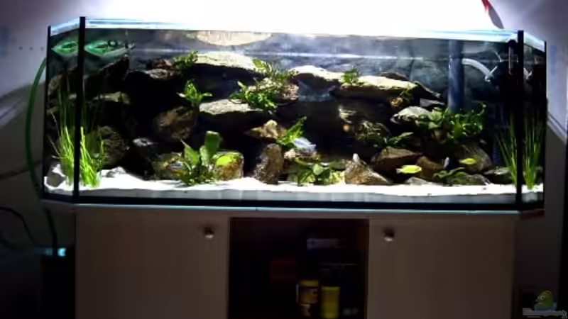 Aquarium Hauptansicht von Becken 1796