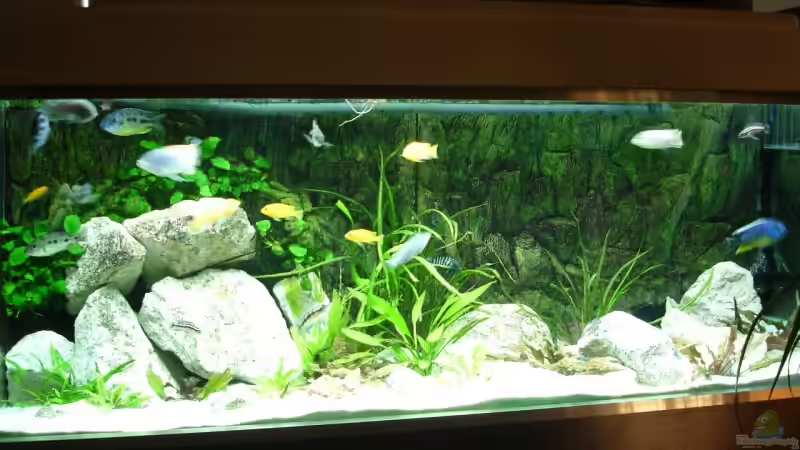 Aquarium Hauptansicht von Becken 1806