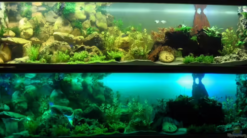 Aquarium Hauptansicht von Becken 18085