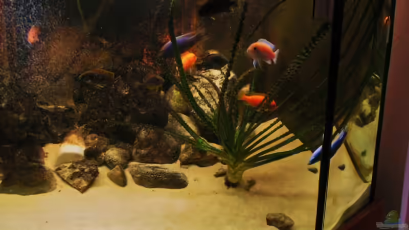 Aquarium Hauptansicht von Becken 18276
