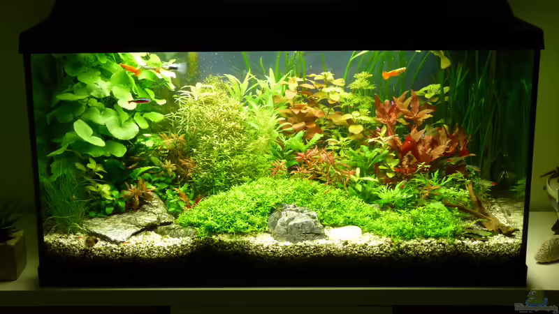 Aquarium Hauptansicht von Becken 19061