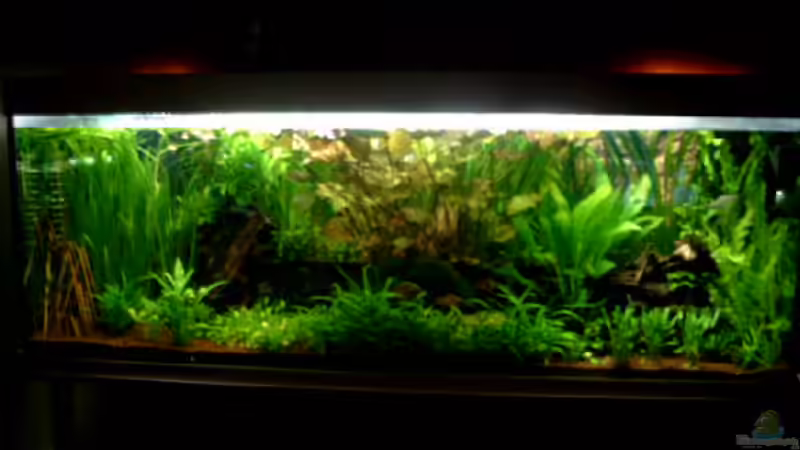 Aquarium Hauptansicht von Becken 1916