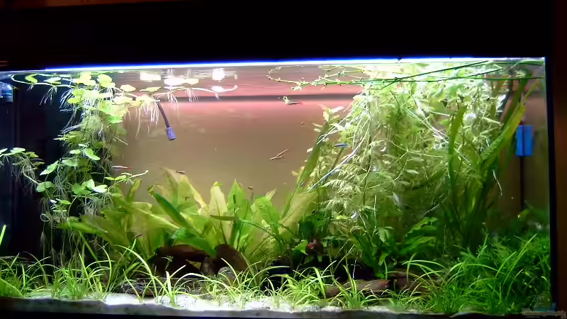 Aquarium Hauptansicht von Becken 1950