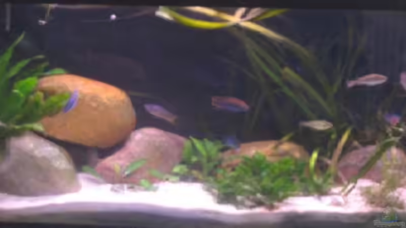 Aquarium Hauptansicht von Becken 200