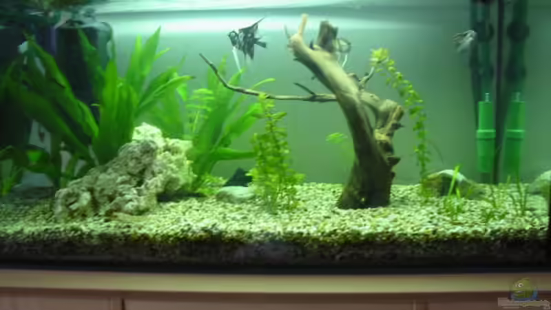 Aquarium Hauptansicht von Becken 2020