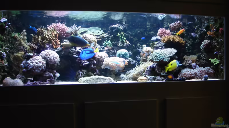 Aquarium Hauptansicht von Becken 20315