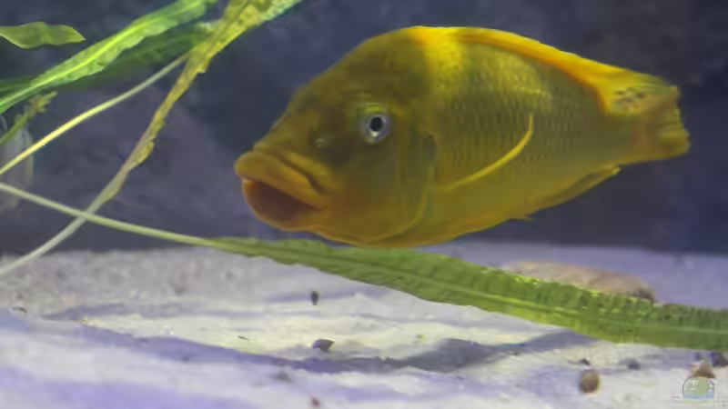 Aquarium Hauptansicht von Becken 20323