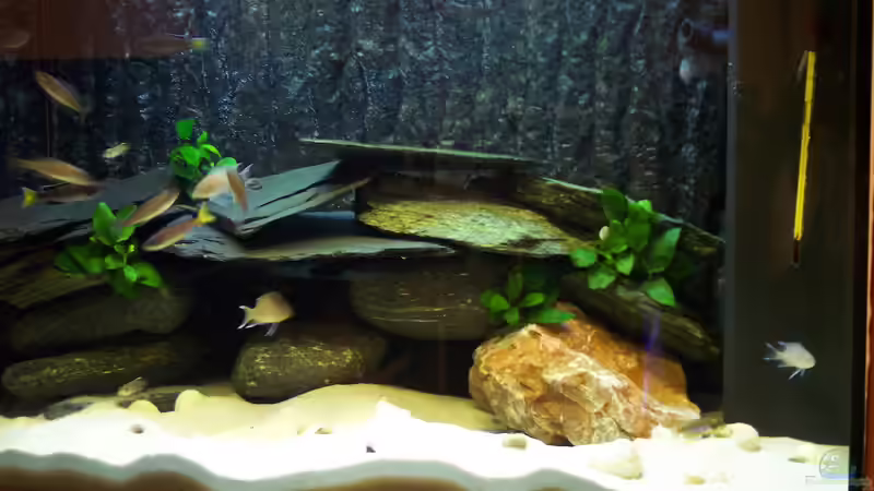 Aquarium Hauptansicht von Becken 2081