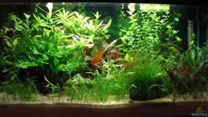 Aquarium Hauptansicht von Becken 2082