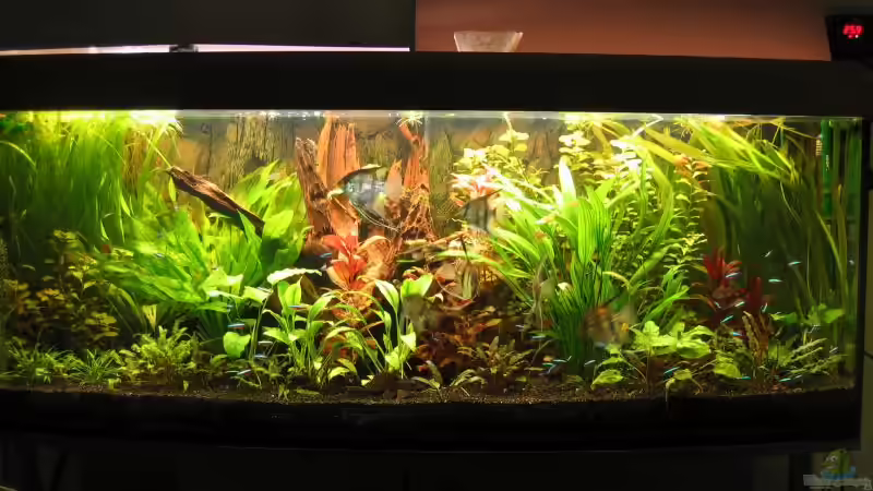Aquarium Hauptansicht von Becken 2091