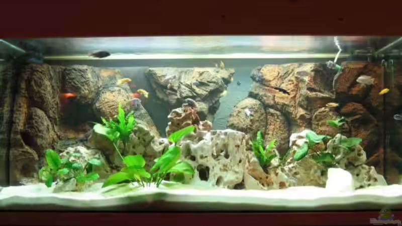 Aquarium Hauptansicht von Becken 215