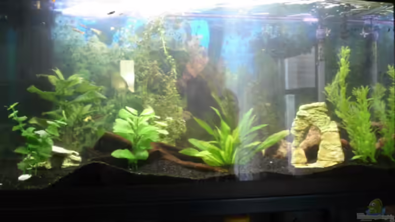 Aquarium Hauptansicht von Becken 2182