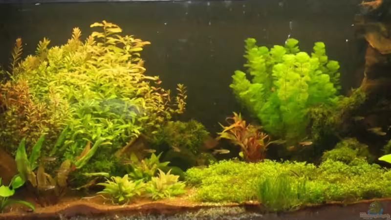 Aquarium Hauptansicht von Becken 21928