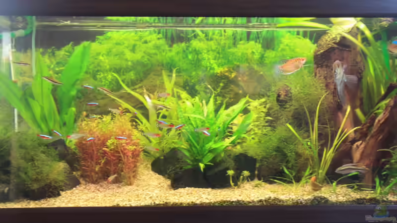 Aquarium Hauptansicht von Becken 22236