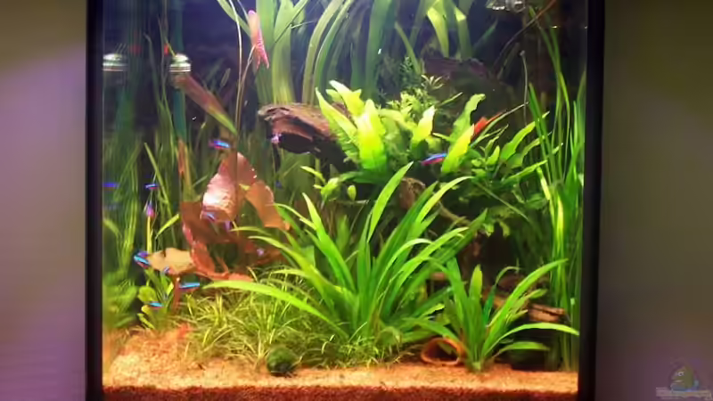 Aquarium Hauptansicht von Becken 2247
