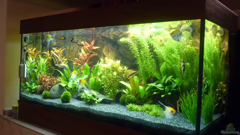 Aquarium Hauptansicht von Becken 22527