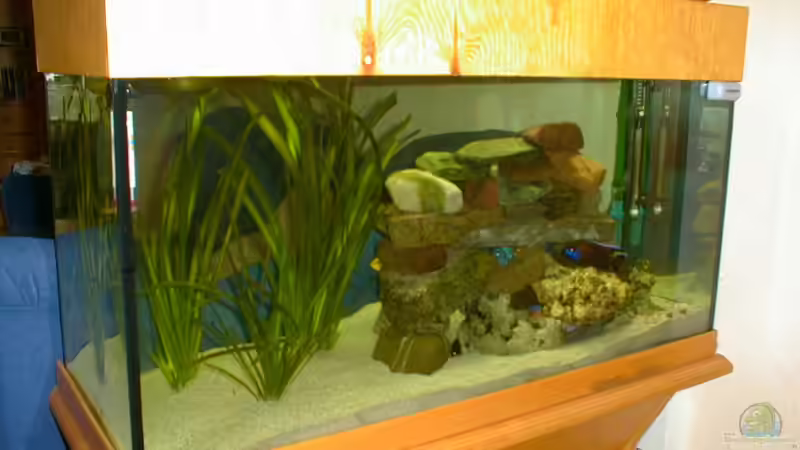 Aquarium Hauptansicht von Becken 232