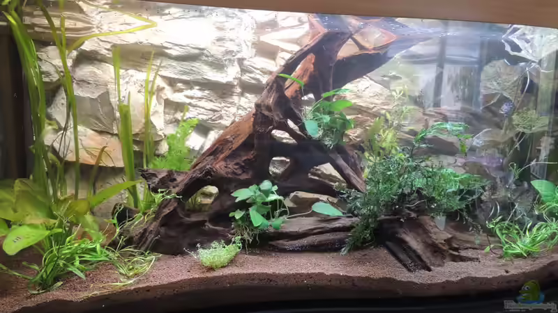 Aquarium Hauptansicht von Becken 23314