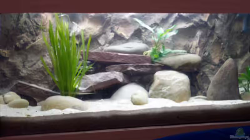 Aquarium Hauptansicht von Becken 237