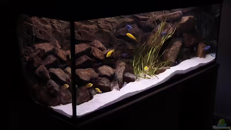 Aquarium Hauptansicht von Becken 2429