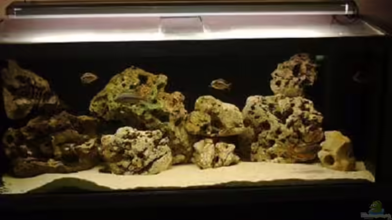 Aquarium Hauptansicht von Becken 243