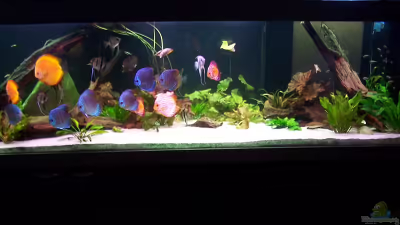 Aquarium Hauptansicht von Becken 24596