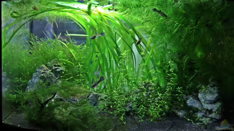 Aquarium Hauptansicht von Becken 25327